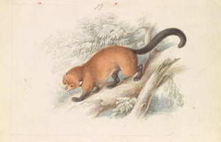 Charles Hamilton Smith - Eira Ferruginea Gulo Castaneus Griffiths Cuvier.webp