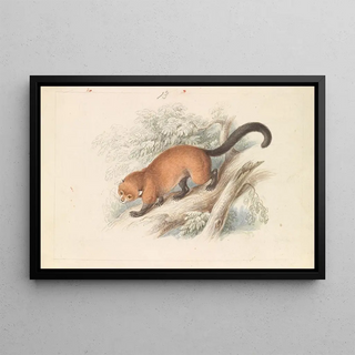 Charles Hamilton Smith - Eira Ferruginea Gulo Castaneus Griffiths Cuvier.webp