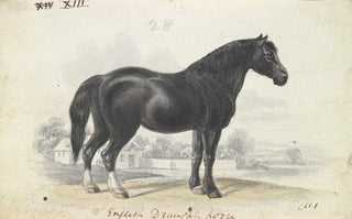 Charles Hamilton Smith - English Draught Horse.webp