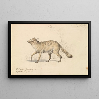 Charles Hamilton Smith - Guaraxa AguaraFox.webp
