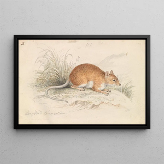 Charles Hamilton Smith - LongTailed Spiny Rat.webp
