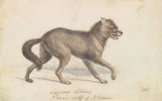 Charles Hamilton Smith - North American Prairie Wolf.webp