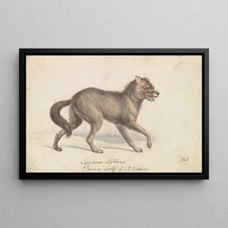 Charles Hamilton Smith - North American Prairie Wolf.webp