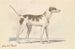 orientalisk hund - Charles Hamilton Smith — vy av konstverket