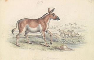 Charles Hamilton Smith - Quagga Male.webp