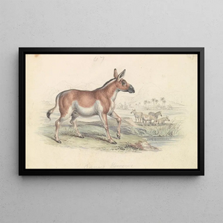 Charles Hamilton Smith - Quagga Male.webp