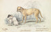 Le chien de transport Alco des Indiens - Charles Hamilton Smith — vy av konstverket