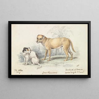 Charles Hamilton Smith - The Alco Young Carrier Dog of the Indians.webp