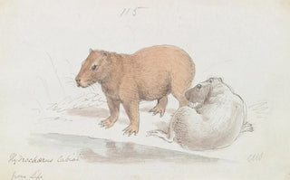 Charles Hamilton Smith - The Capybara.webp