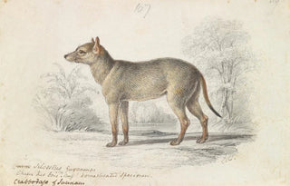 Charles Hamilton Smith - The Crabodage or Surinam Aguara Dog.webp