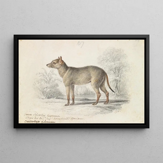 Charles Hamilton Smith - The Crabodage or Surinam Aguara Dog.webp