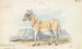 Le Quagga Isabella - Charles Hamilton Smith — vy av konstverket