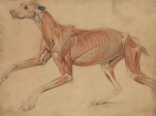 Charles Landseer - A Full Size corch Study of a Hound.webp