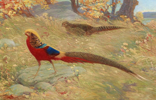 Charles Robert Knight - Golden Pheasant.webp
