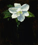 Magnolia - Charles Walter Stetson — vy av konstverket