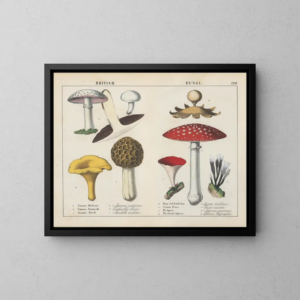 Fungi britanniques - Charlotte Mary Yonge — inramlat konstverk på väggen