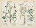giftiga växter: Bryony, vattennejlika, kapereuphorbia - Charlotte Mary Yonge — vy av konstverket