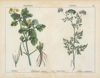 Charlotte Mary Yonge - Poisonous Plants Celandine Fools Parsley.webp