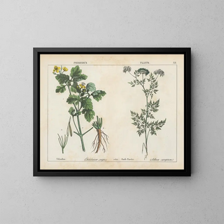 Charlotte Mary Yonge - Poisonous Plants Celandine Fools Parsley.webp