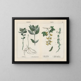 Charlotte Mary Yonge - Poisonous Plants Herb Mercury Yellow Vetchling.webp