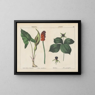 Charlotte Mary Yonge - Poisonous Plants Lords  Ladies Herb Paris.webp