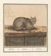 Chat Felis catus - Anselmus Botius de Boodt — vy av konstverket