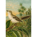 Reproduktion av målningen Le monde des oiseaux nord-américains pl04 - Christian Anton Goering
