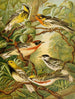 Le monde des oiseaux d'Amérique du Nord pl13 - Christian Anton Goering — vy av konstverket