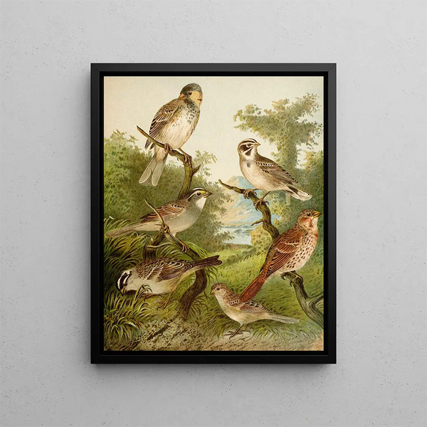 Le monde des oiseaux d'Amérique du Nord pl25 - Christian Anton Goering — inramlat konstverk på väggen