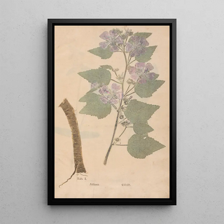 Christian Gottlieb Ludwig - Ectypa vegetabilium Pl001.webp