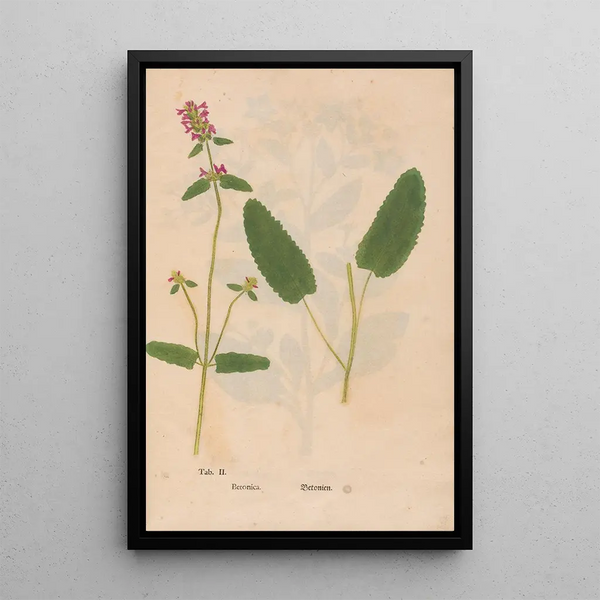 Ectypa vegetabilium Pl002 - Christian Gottlieb Ludwig — inramlat konstverk på väggen