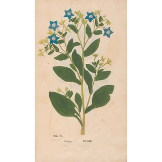 Christian Gottlieb Ludwig - Ectypa vegetabilium Pl003.webp