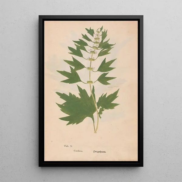 Ectypa vegetabilium Pl005 - Christian Gottlieb Ludwig — inramlat konstverk på väggen