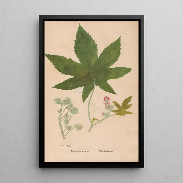 Ectypa vegetabilium Pl007 - Christian Gottlieb Ludwig — inramlat konstverk på väggen