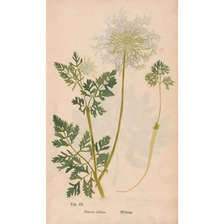 Christian Gottlieb Ludwig - Ectypa vegetabilium Pl009.webp