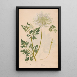 Christian Gottlieb Ludwig - Ectypa vegetabilium Pl009.webp