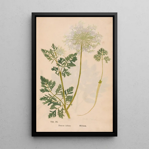 Ectypa vegetabilium Pl009 - Christian Gottlieb Ludwig — inramlat konstverk på väggen
