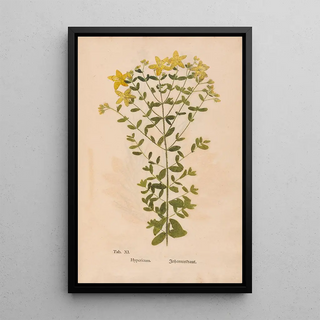 Christian Gottlieb Ludwig - Ectypa vegetabilium Pl011.webp