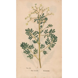 Christian Gottlieb Ludwig - Ectypa vegetabilium Pl020.webp