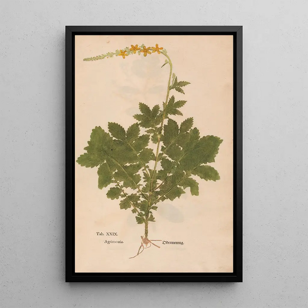 Reproduktion av målningen Ectypa vegetabilium Pl029 - Christian Gottlieb Ludwig