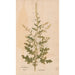 Ectypa vegetabilium Pl032 - Christian Gottlieb Ludwig — vy av konstverket