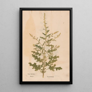 Christian Gottlieb Ludwig - Ectypa vegetabilium Pl032.webp