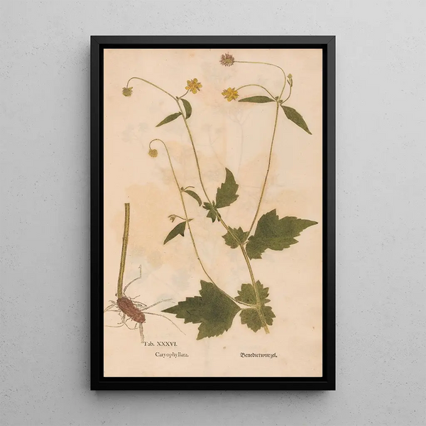 Reproduktion av målningen Ectypa vegetabilium Pl036 - Christian Gottlieb Ludwig