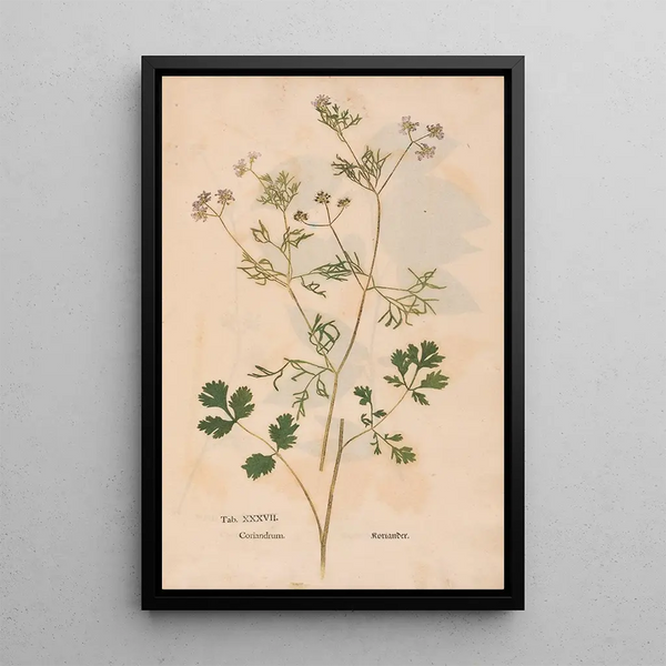 Ectypa vegetabilium Pl037 - Christian Gottlieb Ludwig — inramlat konstverk på väggen