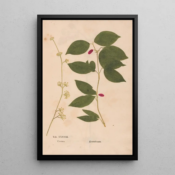 Reproduktion av målningen Ectypa vegetabilium Pl038 - Christian Gottlieb Ludwig
