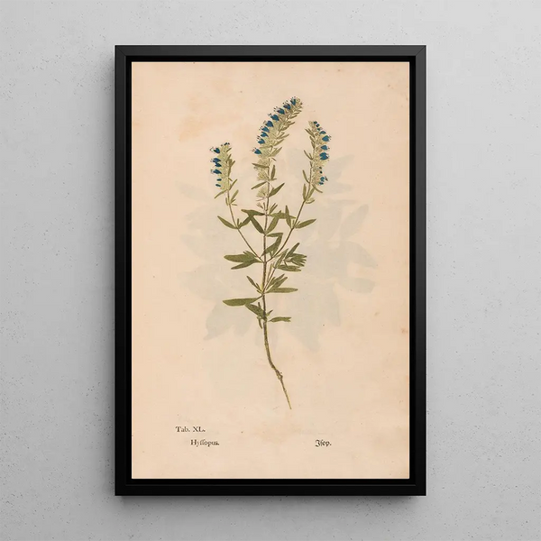 Reproduktion av målningen Ectypa vegetabilium Pl040 - Christian Gottlieb Ludwig