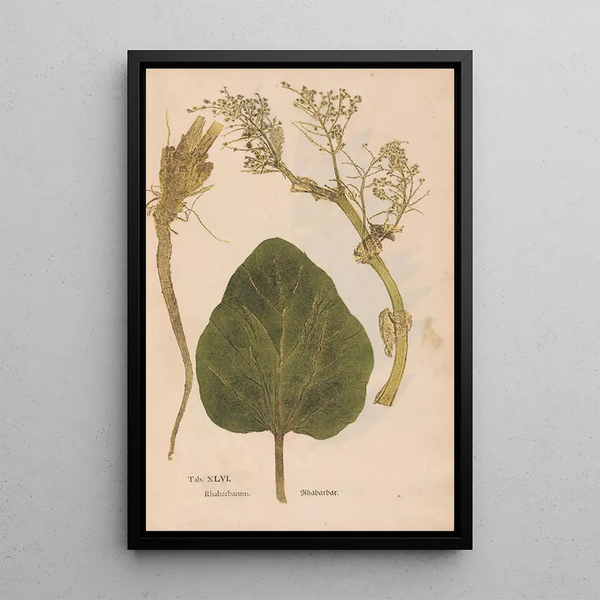 Ectypa vegetabilium Pl046 - Christian Gottlieb Ludwig — inramlat konstverk på väggen