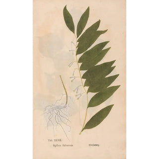 Christian Gottlieb Ludwig - Ectypa vegetabilium Pl047.webp