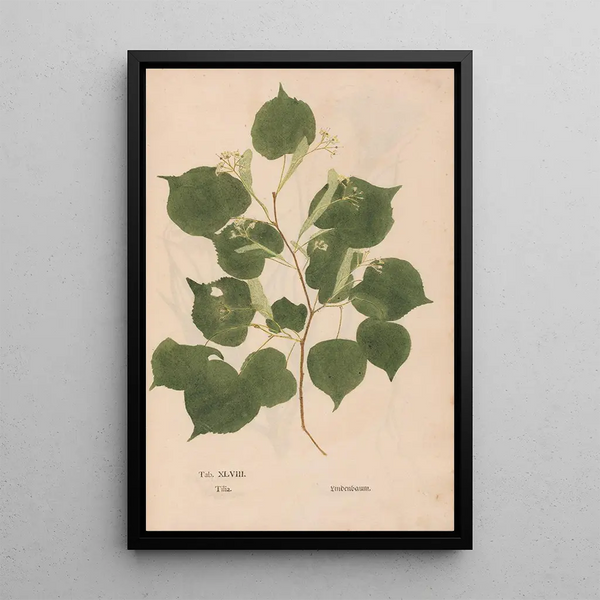 Ectypa vegetabilium Pl048 - Christian Gottlieb Ludwig — inramlat konstverk på väggen