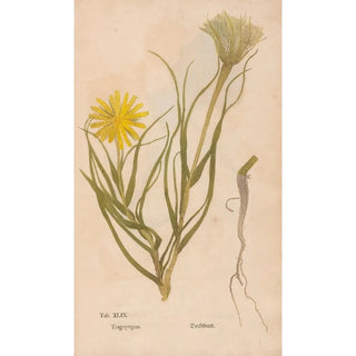Christian Gottlieb Ludwig - Ectypa vegetabilium Pl049.webp